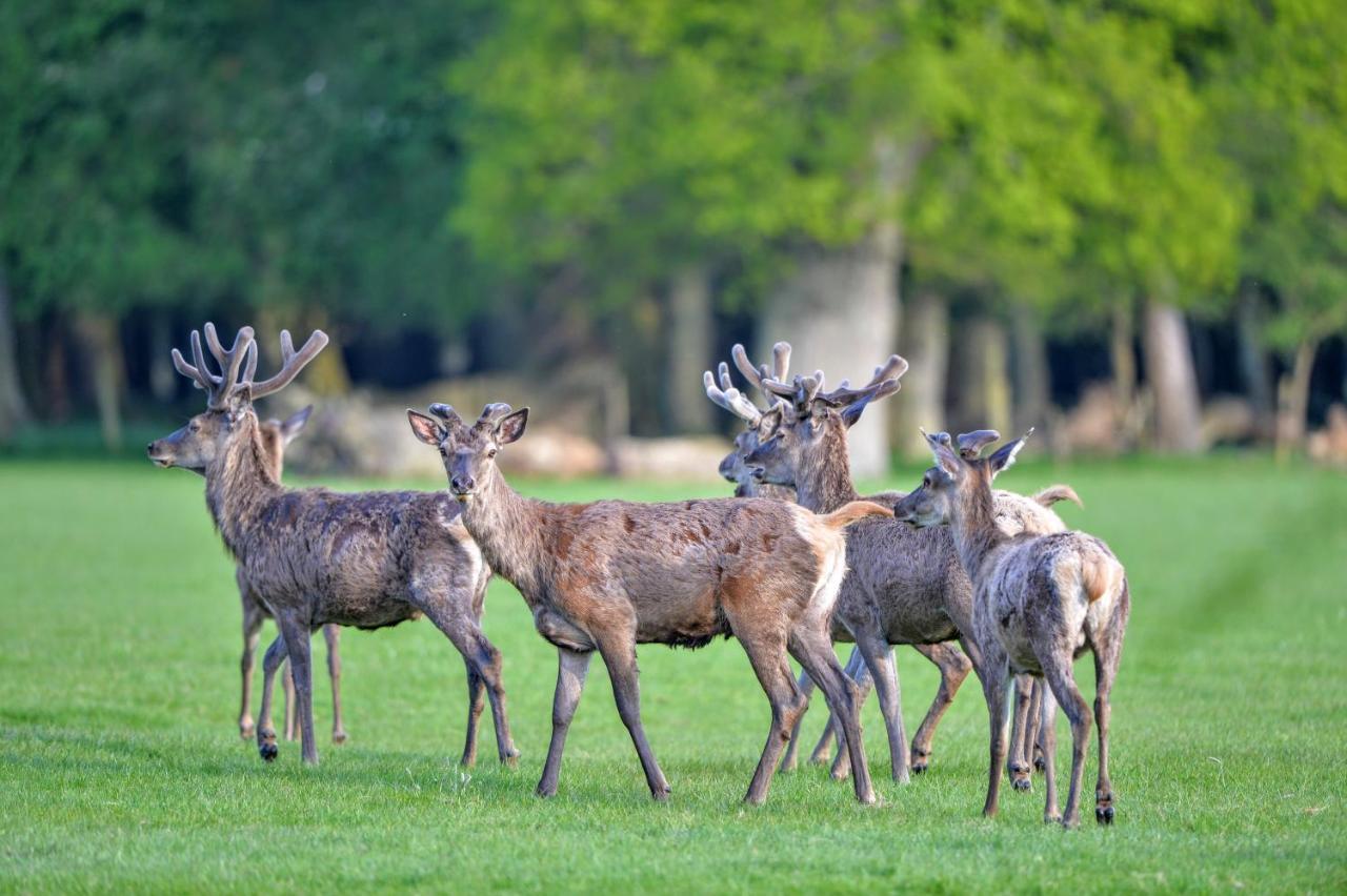 New Park Manor Hotel - A Luxury Family Hotel Brockenhurst Exteriör bild